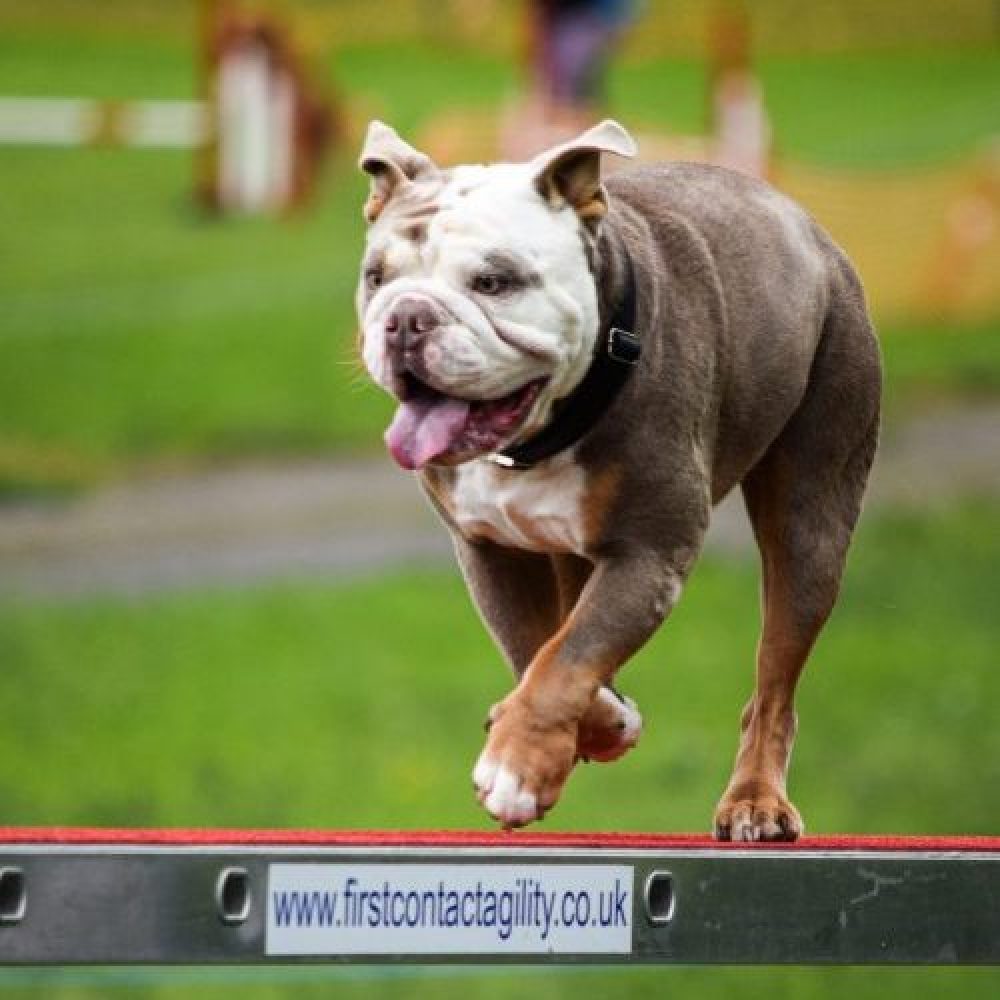 Portfolio_Dog_Aj-01
