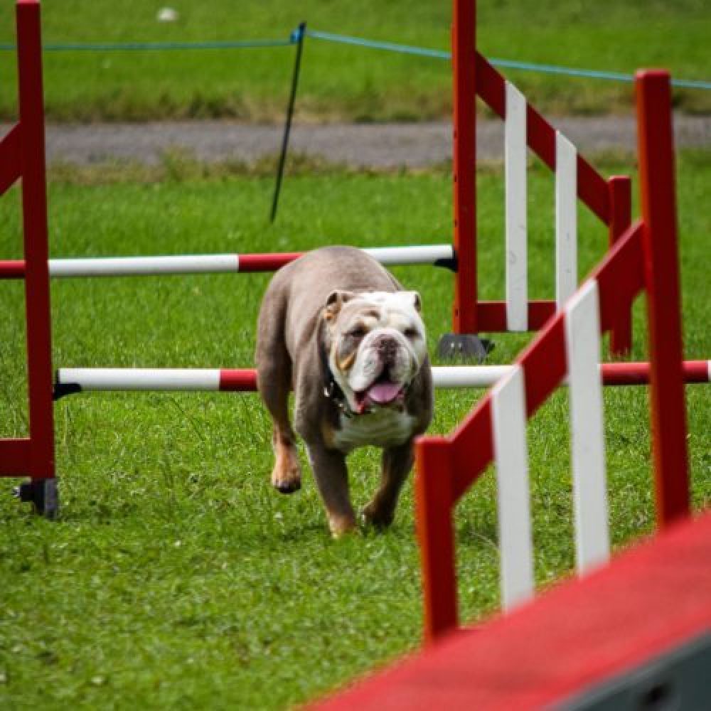 Portfolio_Dog_Aj-03